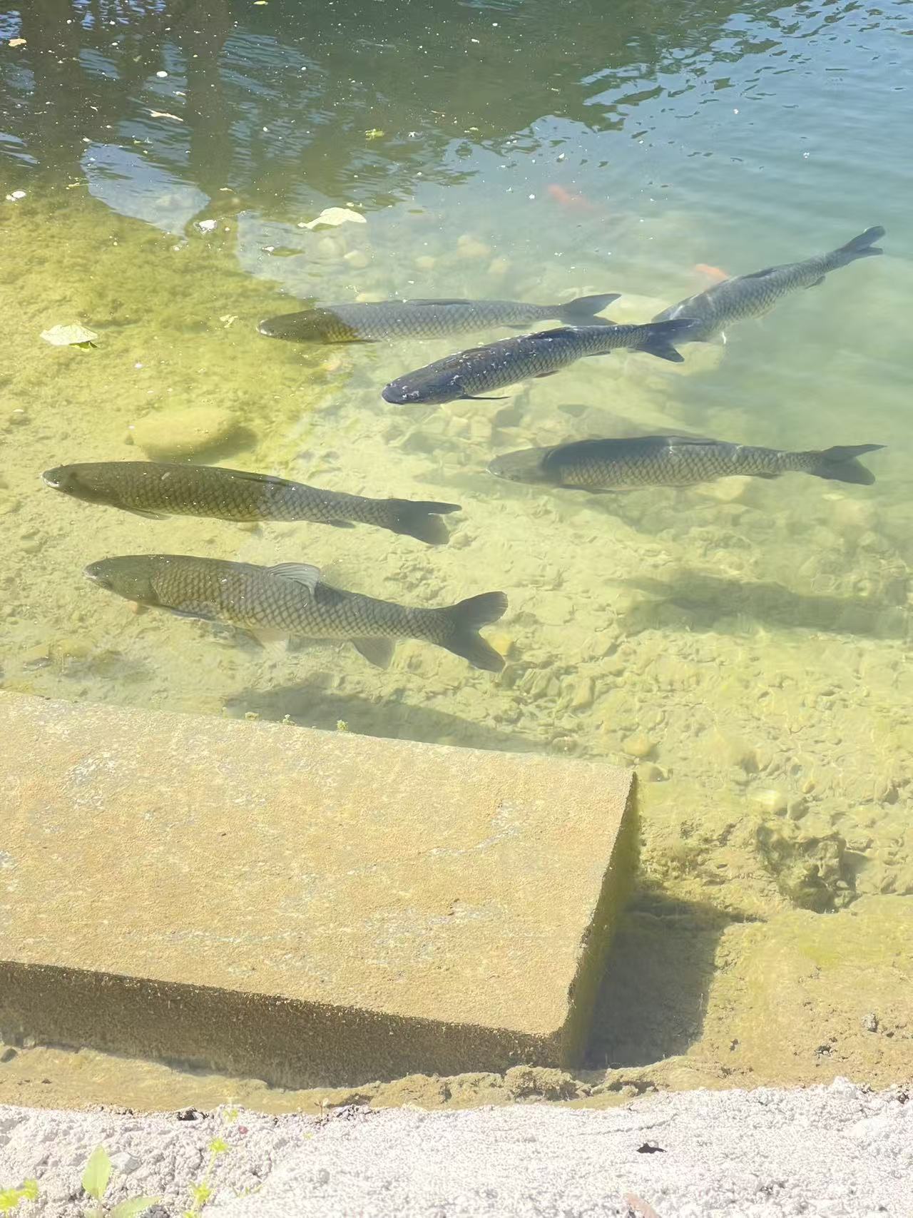 锦鲤戏水