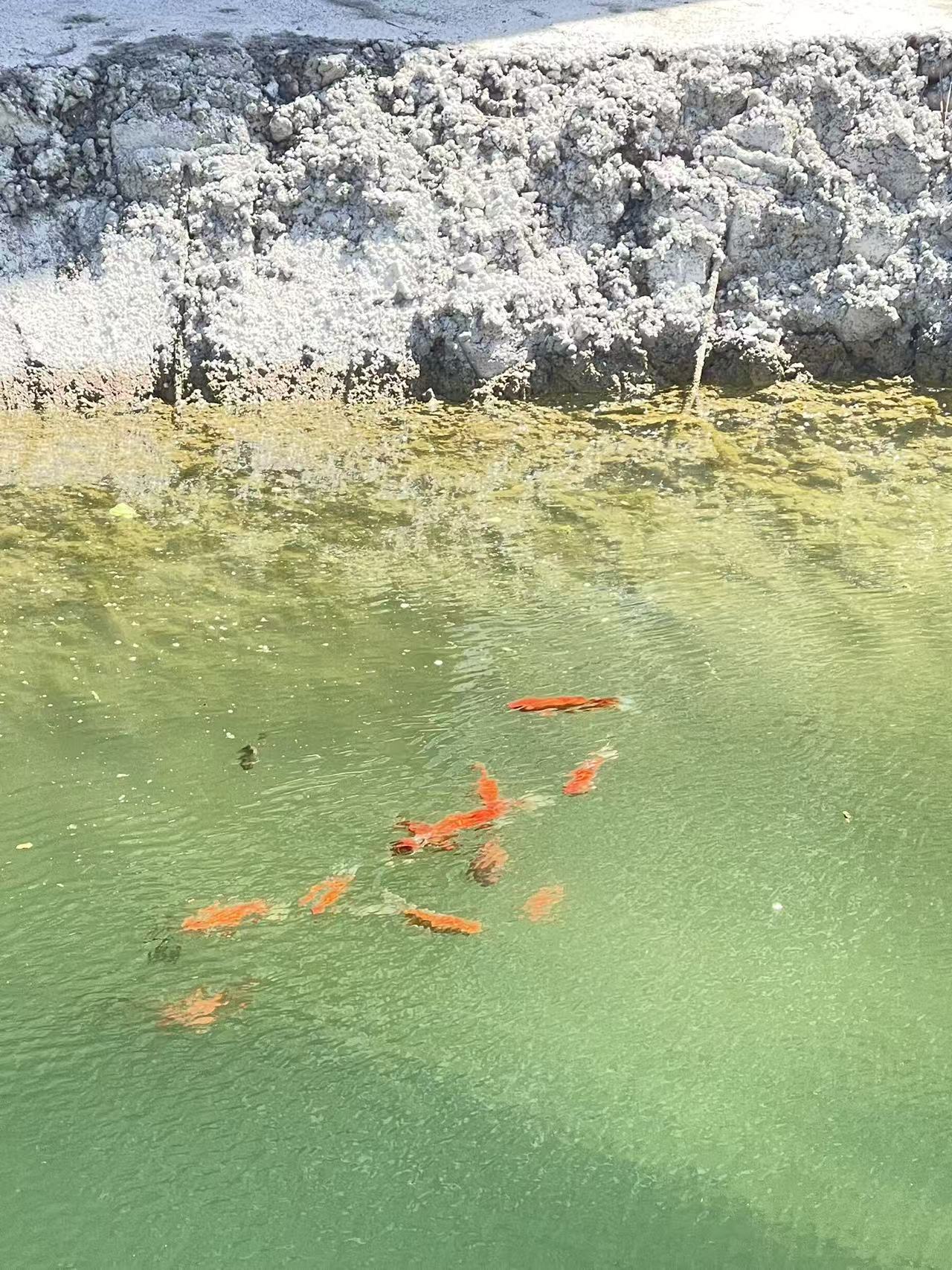 清泉活水