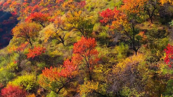 野核桃沟秋色山林