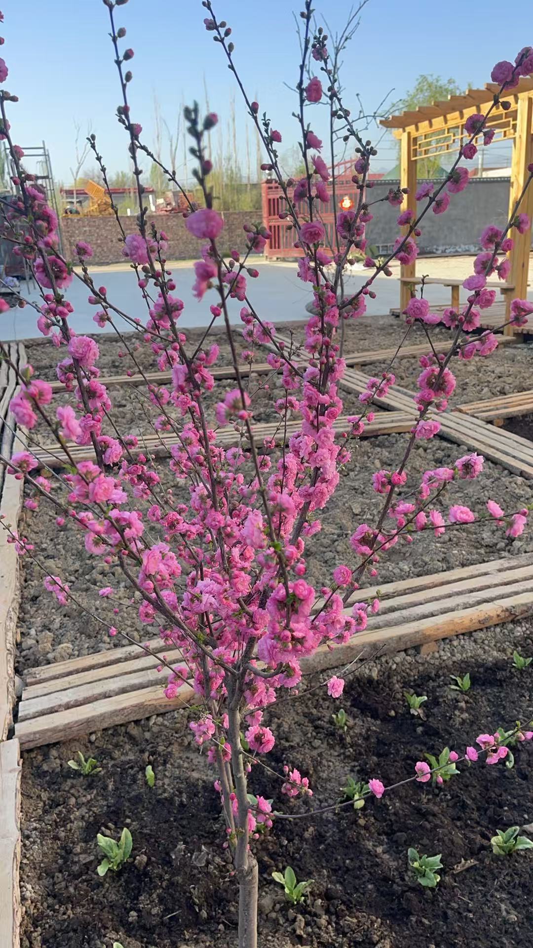 庭院春花